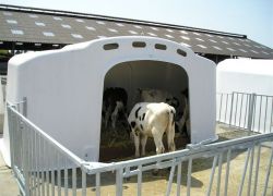 Domek dla cieląt grupowy 10 szt - CalfOTel XL-10