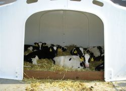 Domek dla cieląt grupowy 10 szt - CalfOTel XL-10